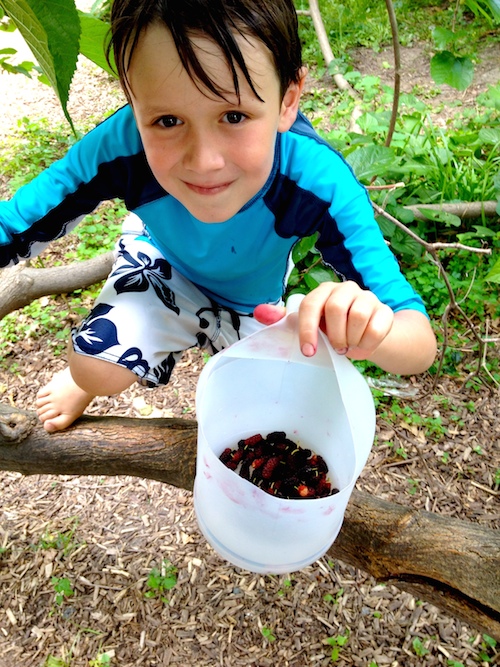 Picking mulberries is a great way to encourage a love of nature in your kids