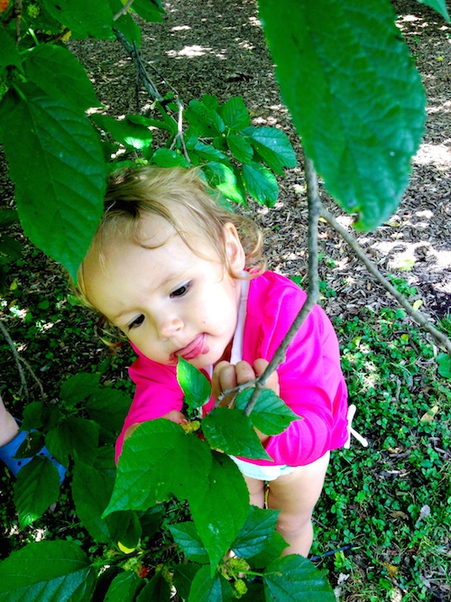 Picking mulberries is a great way to encourage kids to love nature