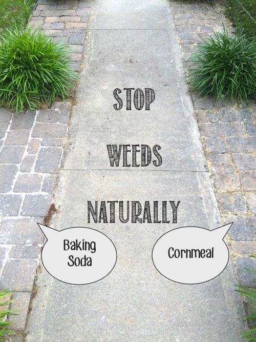 How to stop weeds naturally in walkways and rocky borders